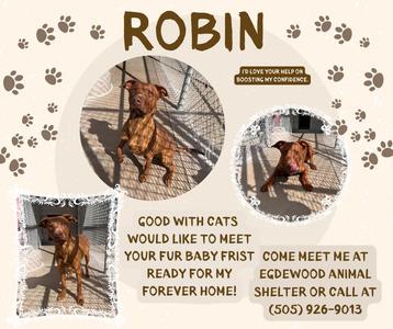 A collage of three photos of a brown dog named Robin, with text describing him as good with cats and ready for a forever home. The text also provides contact information for the Edgewood Animal Shelter.