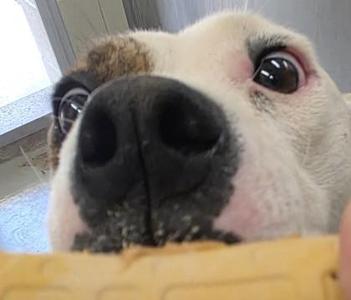 Petie, Pit Bull Terrier / Mixed Breed, adult, available for adoption