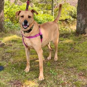 A brown dog wearing a pink harness standing on grass