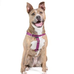 A brown and white dog wearing a purple harness, sitting on a white background.