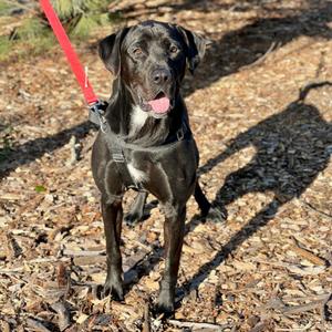 Diesel, Retriever, Black Labrador, adult, available for adoption