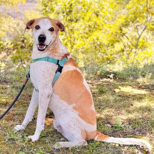 Honcho, Coonhound, Bluetick, adult, available for adoption