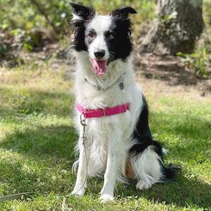 Kira, Collie, Border, adult, available for adoption