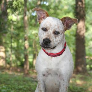 A white dog with brown spots and a red collar sitting in a forested area.