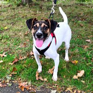 Theo, Terrier, adult, available for adoption