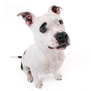 a dog