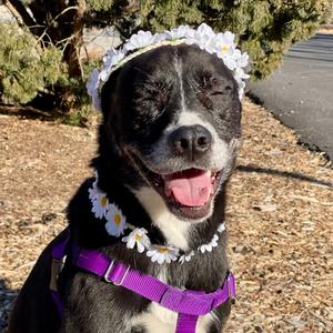 Daisy, Shepherd, senior, available for adoption