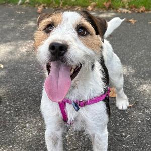 Jack, Terrier, Jack Russell, adult, available for adoption