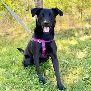 Phinjamin, Retriever, Black Labrador, adult, available for adoption