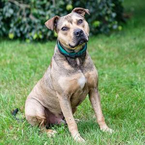 Hot Dog, Bulldog, American, adult, available for adoption
