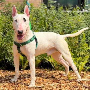 Billy, Terrier, Bull, adult, available for adoption