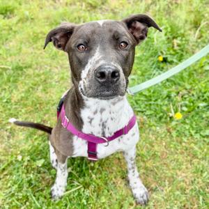 Gumbo, Retriever, Labrador, adult, available for adoption