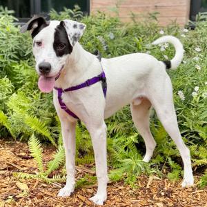 Marvel, Retriever, Labrador, adult, available for adoption