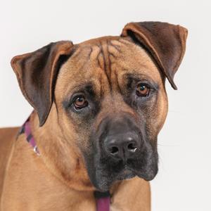 A close-up of a brown dog with floppy ears and a black muzzle, wearing a purple collar.