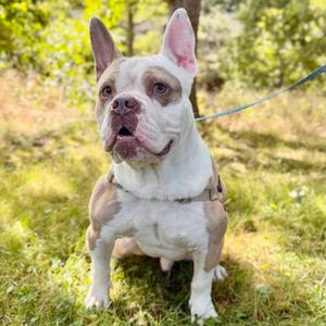 Gargoyle, Bulldog, adult, available for adoption