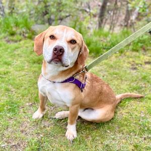 Chance, Hound, adult, available for adoption