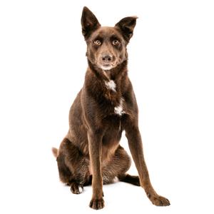 a brown dog sitting on a white background