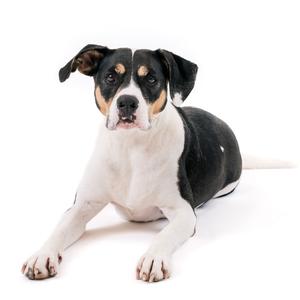 a dog