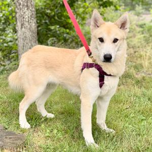 Hope, Pyrenees, Great, adult, available for adoption