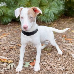 Cotton, Mixed Breed (Small), puppy, available for adoption