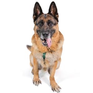 German Shepherd dog sitting on a white background