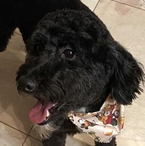 Snoopy/Bagel-Courtesy Posting for Bonded Pair, Aussiedoodle / Poodle, adult, available for adoption