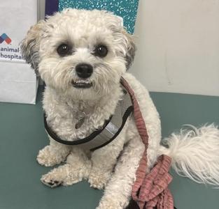 A small white dog with curly fur is sitting on a green surface. The dog is wearing a black harness and has a pink leash attached to it. In the background, there is a white bag with the text "animal hospital" and a blue glittery object.