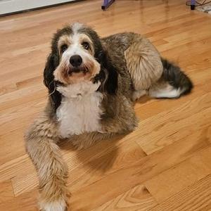 A fluffy dog with a mix of brown, black, and white fur is lying on a wooden floor. The dog has long ears and a shaggy coat, and it is looking directly at the camera with a calm expression.