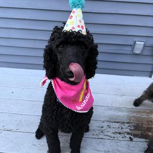 Juliette-Courtesy Posting, Standard Poodle / Poodle, young, available for adoption