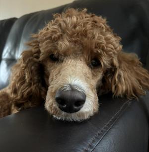 Ember-Courtesy Posting, Poodle / Standard Poodle, young, available for adoption