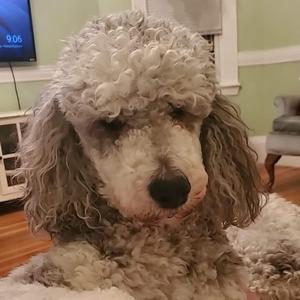 A close-up of a fluffy gray poodle with curly fur, sitting on a white blanket. The background shows a living room with a TV and a chair.