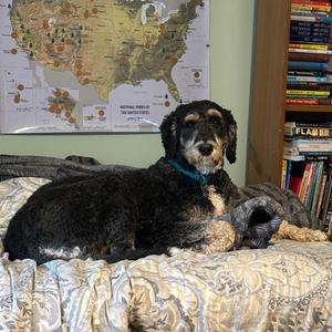 Bernie-Courtesy Posting, Bernedoodle / Bernadoodle, young, available for adoption