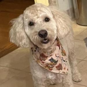 Bagel/Snoopy- Courtesy Posting for Bonded Pair, Aussiedoodle / Poodle, adult, available for adoption
