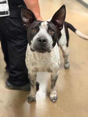Ferdinand, Australian Cattle Dog and German Shorthaired Pointer, young, available for adoption