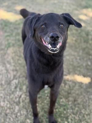 A black dog standing on grass, looking up with its mouth open and tongue out.