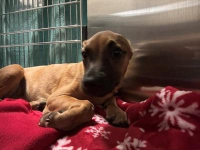 Bonez, German Shepherd Dog Mix, puppy, available for adoption