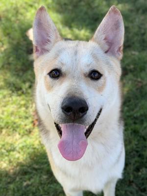Coco, German Shepherd Dog Mix, young, available for adoption