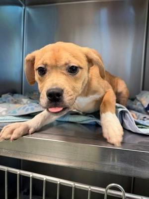BMO, American Pit Bull Terrier Mix, young, available for adoption