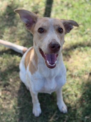 A happy brown and white dog with perked ears and a wagging tail, sitting on grass.