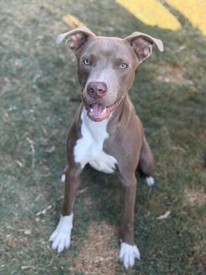 A brown and white dog with floppy ears sitting on grass