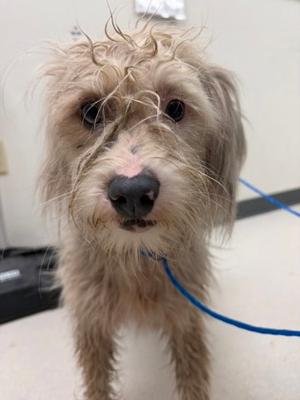 Dom, Border Collie Mix, young, available for adoption