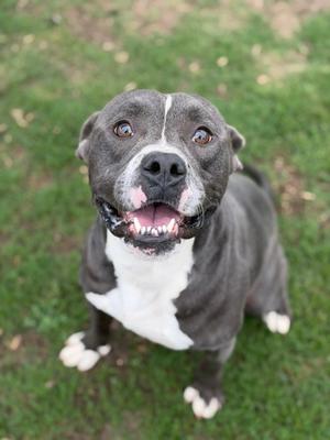 A grey and white pit bull type dog with its mouth open and tongue slightly visible, looking up at the camera, sitting on grass.