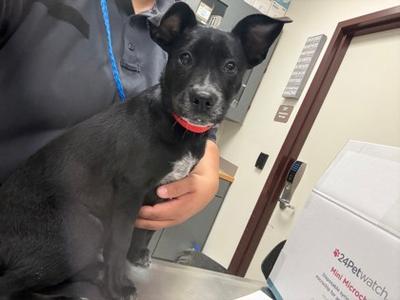 Gigi, Labrador Retriever Mix, puppy, available for adoption