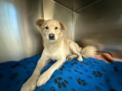 Coconut, Labrador Retriever Mix, adult, available for adoption