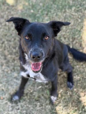 A black dog with a white chest and paws, sitting on grass and looking up with its mouth open, showing its tongue.