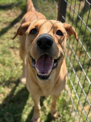 Duke, Labrador Retriever Mix, adult, available for adoption