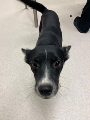 Carrie, Australian Kelpie Mix, young, available for adoption