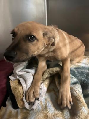 Fenrir, German Shepherd Dog Mix, puppy, available for adoption