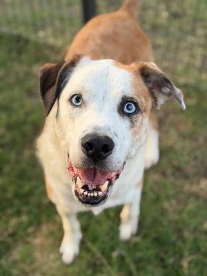 Brody, Catahoula Leopard Hound and Australian Shepherd, adult, available for adoption