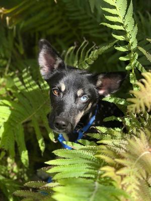 Annabelle, Australian Kelpie Mix, young, available for adoption